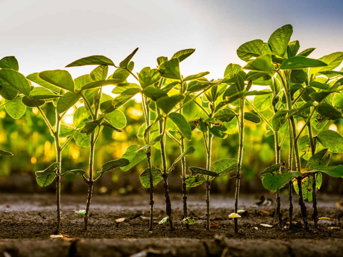 soybean image for chick magic